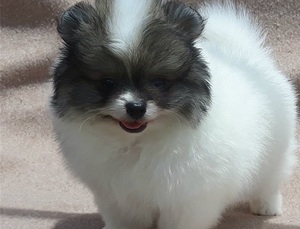 Filhotes da Pomerânia