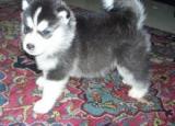 Siberian bem treinado filhotes husky / / /