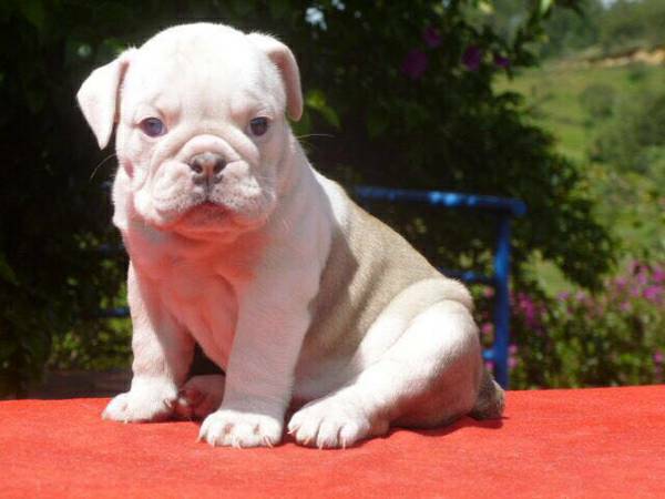 Gratis Filhotes Bulldog Inglês no presente