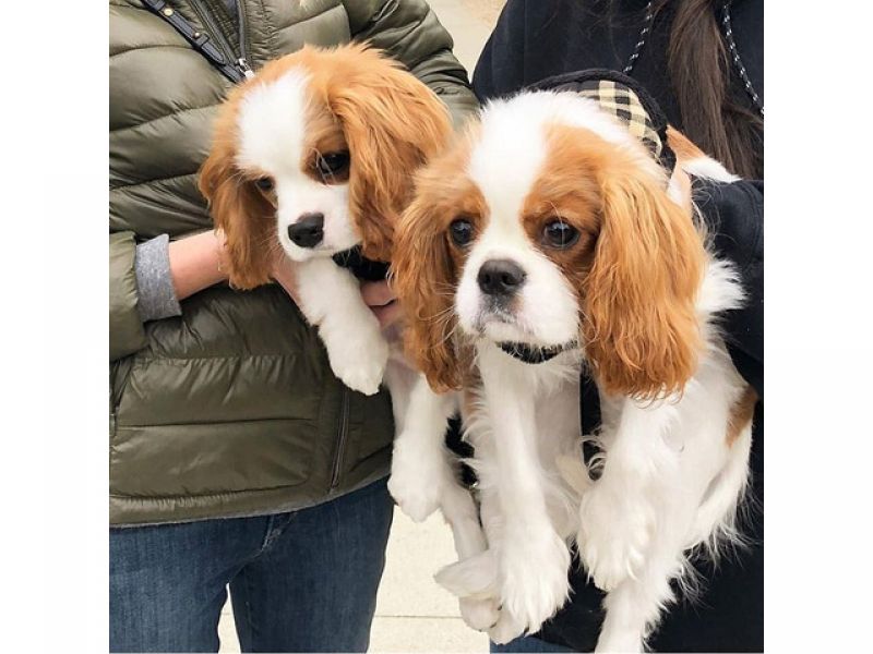 Filhotes Cavalier King Charles Spaniel