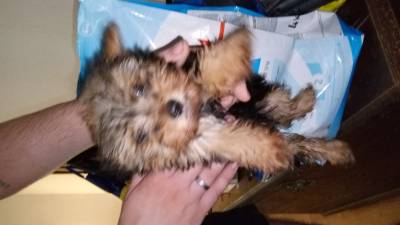 Yorkshire Terrier Fêmea Gold