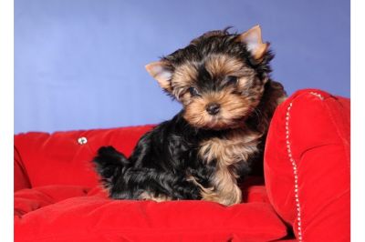 Filhotes de cachorro Yorkshire para Adoção