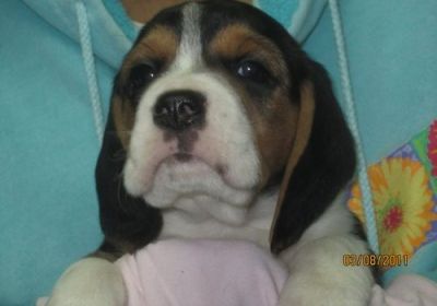 brincalhão e bonito filhotes Beagle para adoção livre contato para mais informações