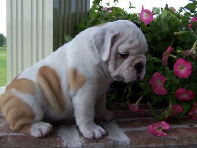 bem em casa levantou Inglês bulldog cachorrinho agora disponível para sair,