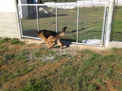 pastores de qualidade - grandes e fortes