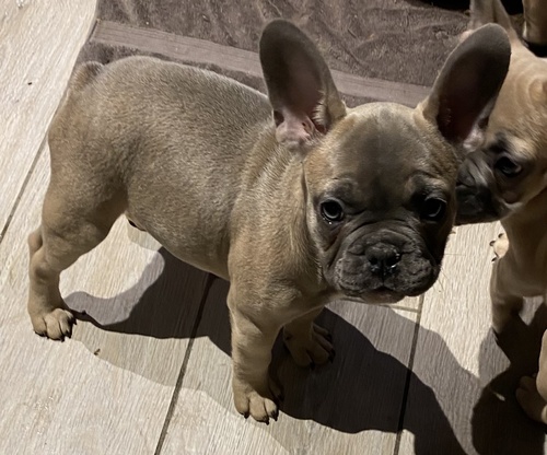 Cachorros de bulldog franceses super saudáveis e muito activos