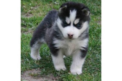 Filhotes Husky Siberiano para adopção