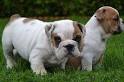 Absolutamente adorável Inglês bulldog cachorros para adoção