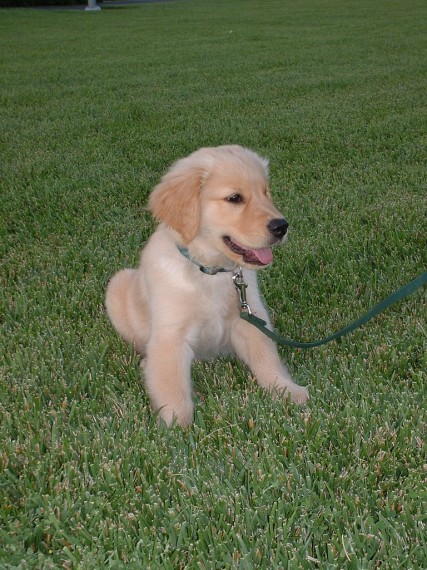 Filhotes de Golden Retriver machos e fêmeas