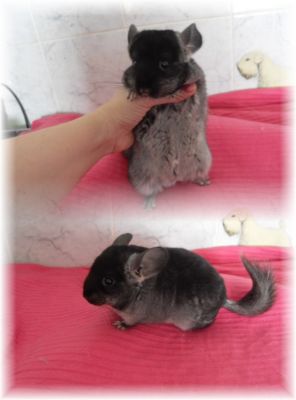 Porquinhos da India de Raça e Chinchilas