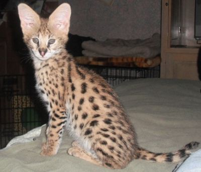 Gatinhos Savannah para venda.