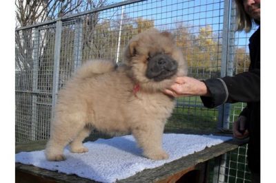 Filhotes chow chow pronto para adopção