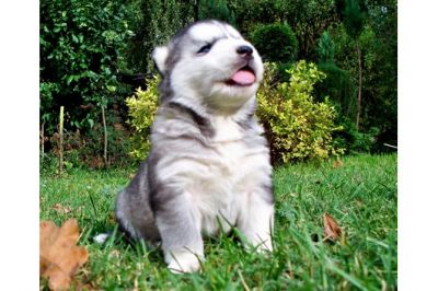 Siberian filhotes para adoção