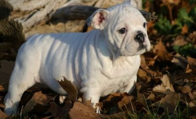 Inglês bulldog de pÃªlo curto Masculino e Feminino 