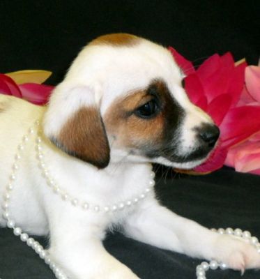 magnífico, bonito e adorável Jack Russell Terrier para adopção livre para solicitação de mais dados