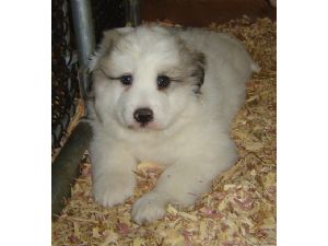 Great Pyrenees Venda