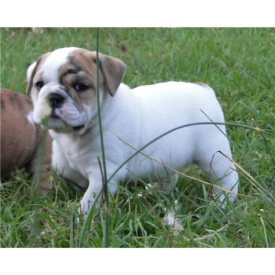 Adoção Filhotes Bulldog Inglês