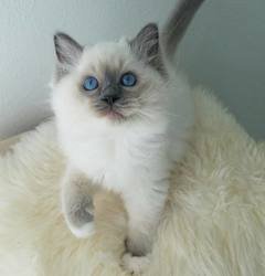 Gatinhos Ragdoll saudáveis disponíveis agora