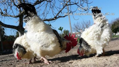 Ovos e galinhas de raça Sussex Light