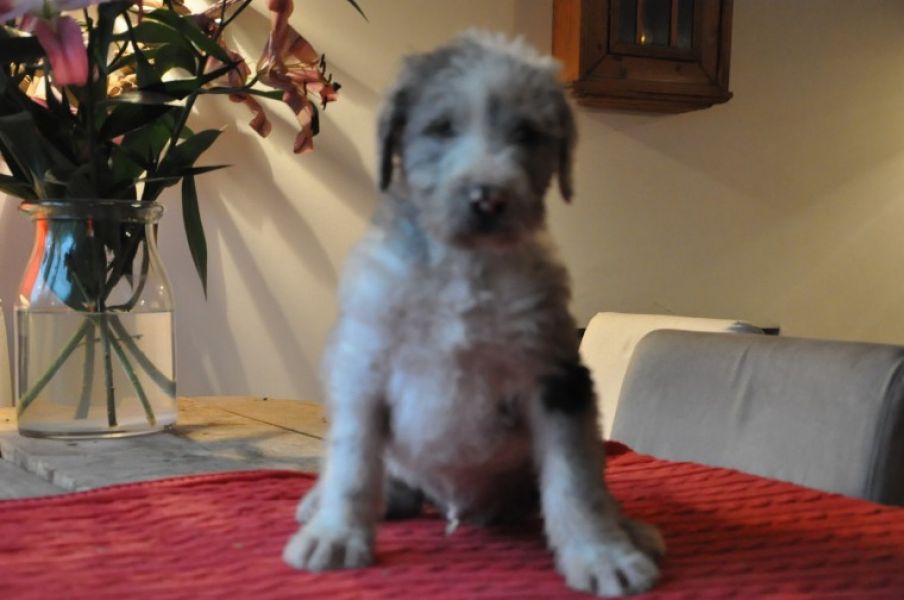 Filhotes de great dane