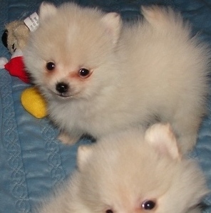 macho e fï¿½mea Pomerï¿½nia filhotes