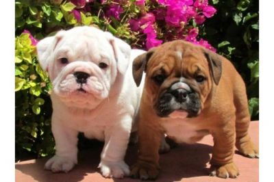 Inglés bulldog cachorros para su adopción