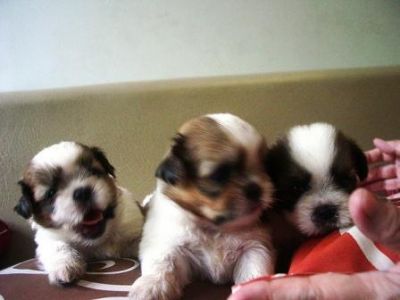 Cães de raça shih-tzu 