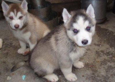 filhotes Husky Siberiano