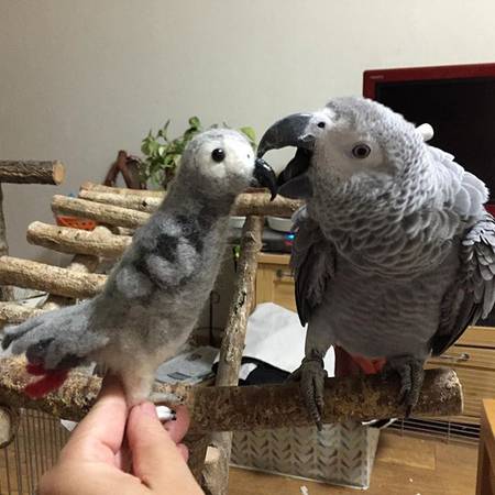 Papagaios de bebê e ovos de papagaio