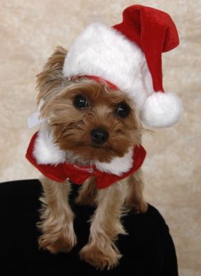 Bonito Feminino Yorkie filhote de cachorro para o Natal.