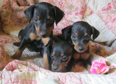 Filhotes miniatura Pinscher preciso de você amor e afeto