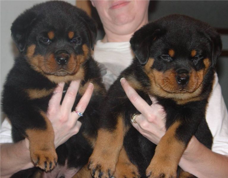 Filhotes de Rottweiler masculino e feminino para os amantes do animal de estimação.
