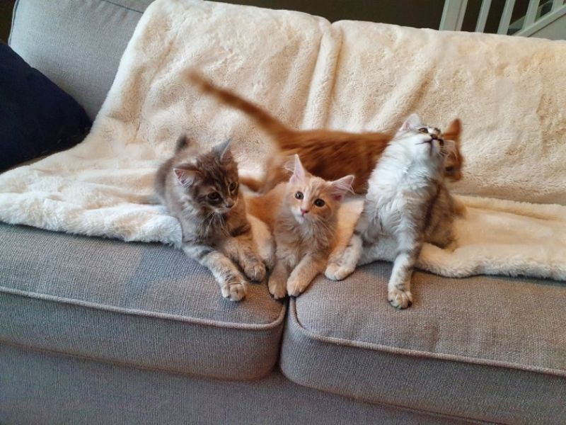 Gatinhos maine coon super charmosos prontos