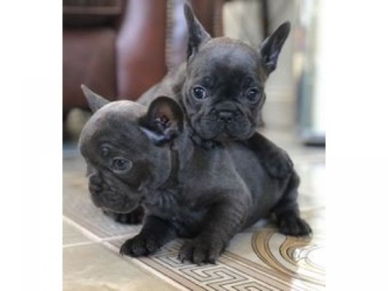 Filhotes de buldogue francês afetuoso para realocação