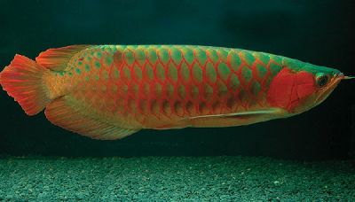 Qualidade asiático vermelho Arowana peixes e muitos outros para venda
