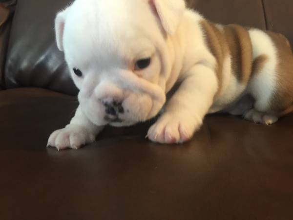 Temos filhotes de Bulldog Inglês 
