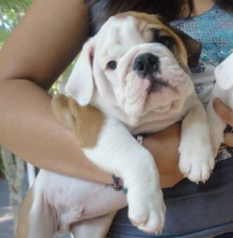 Bulldog Inglês cachorros para adoção