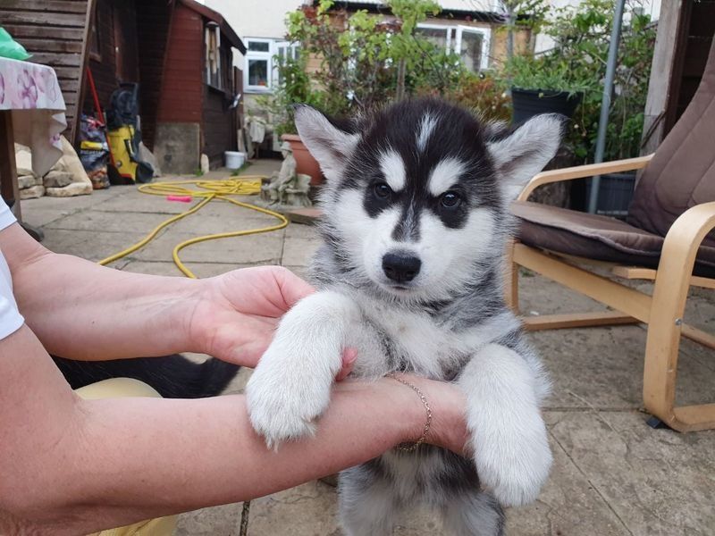 4 cachorros disponíveis prontos para sair