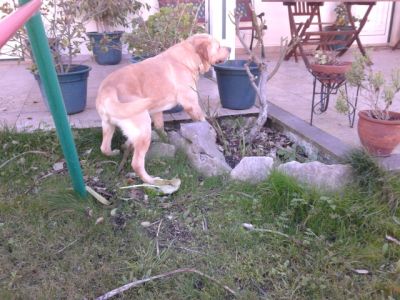 labradores ja com 2 vacinas -- exelentes -- 924255433