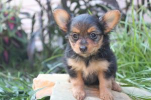  yorkie cachorros para um lar amoroso.
