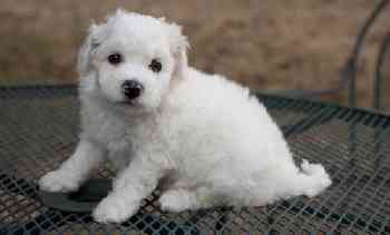 Bichon Frise maravilhosos filhotes para venda