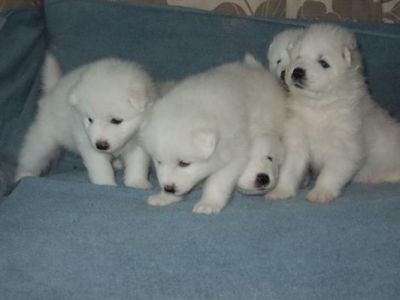 Completo cachorros samoyedo pedigree venta