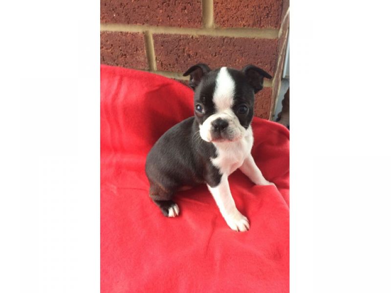 Adoráveis Filhotes de Boston Terrier