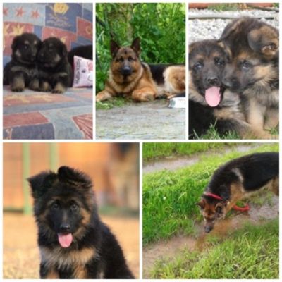 PASTOR ALEMAO DE QUALIDADE - 967888237