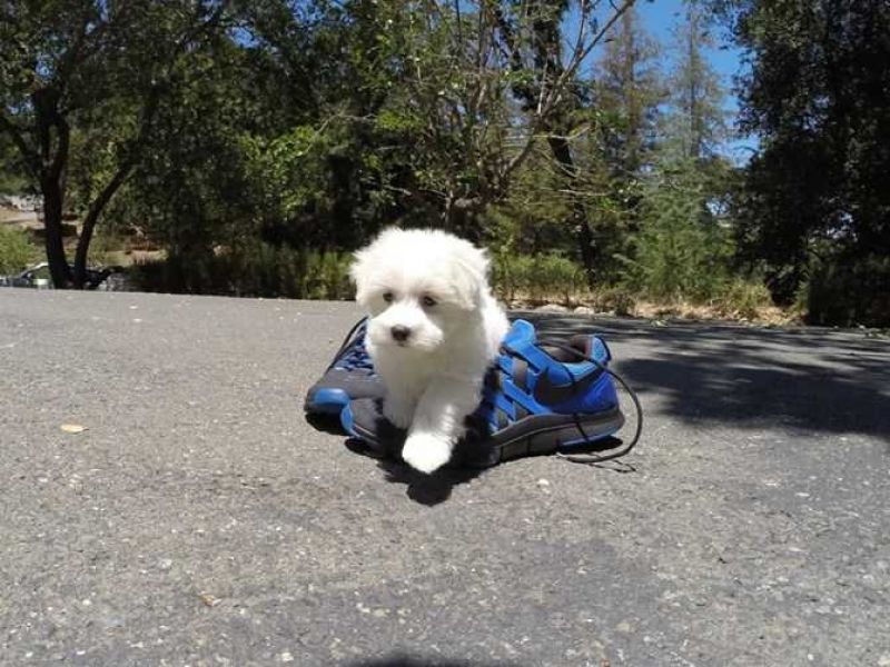 2 cachorros disponíveis prontos para sair agora