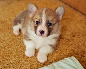 Pembroke Welsh Corgi