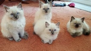 Gatinhos Ragdoll de raça pura registrados para venda