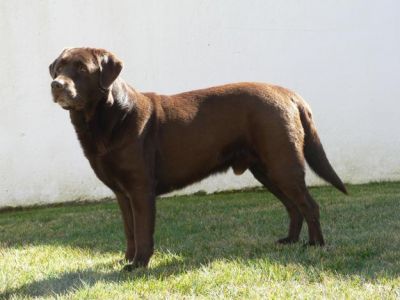 LABRADORES COM PEDIGGRE 