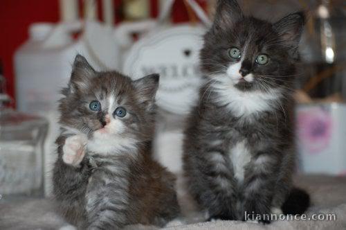 Lindos gatinhos noruegueses de raça pura LOOF