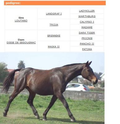 Cavalo - vendo fantástica égua de cria cheia, Sela Francês, 1.70m (linhagem de topo)